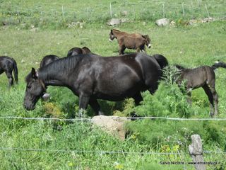 rrente Saracena-26-04-2014 17-14-20